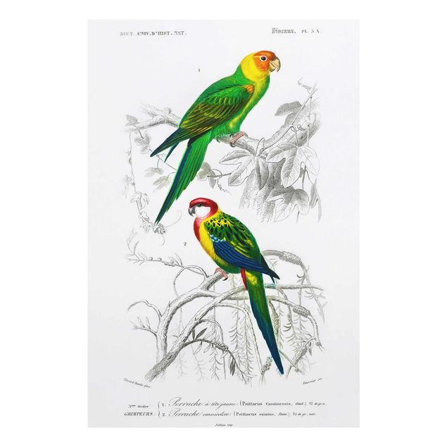 Tavlor grön Vintage Wall Chart Two Parrots Green Red