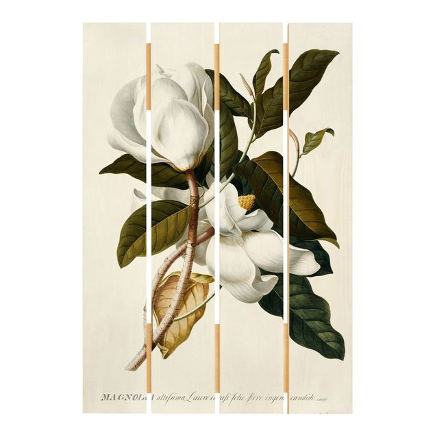 Trätavlor blommor  Georg Dionysius Ehret - Magnolia