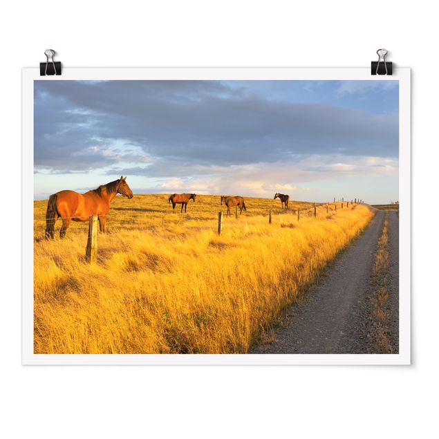 Posters landskap Field Road And Horse In Evening Sun