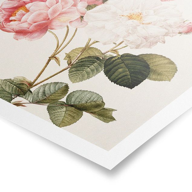 Posters blommor  Pierre Joseph Redoute - Pink Damascena