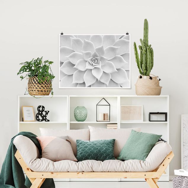 Posters svart och vitt Cactus Succulent
