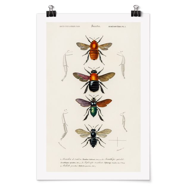 Tavlor retro Vintage Board Insects
