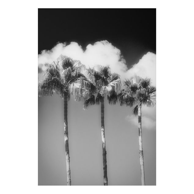 Tavlor landskap Palm Trees Against The Sky Black And White