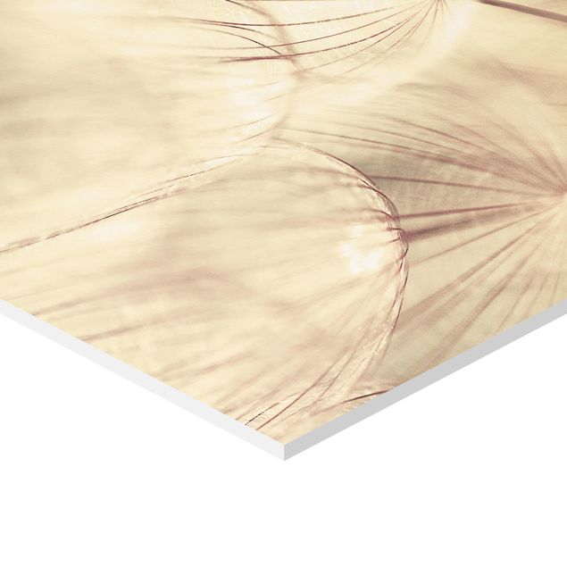 Hexagonala tavlor Dandelions Close-Up In Cozy Sepia Tones