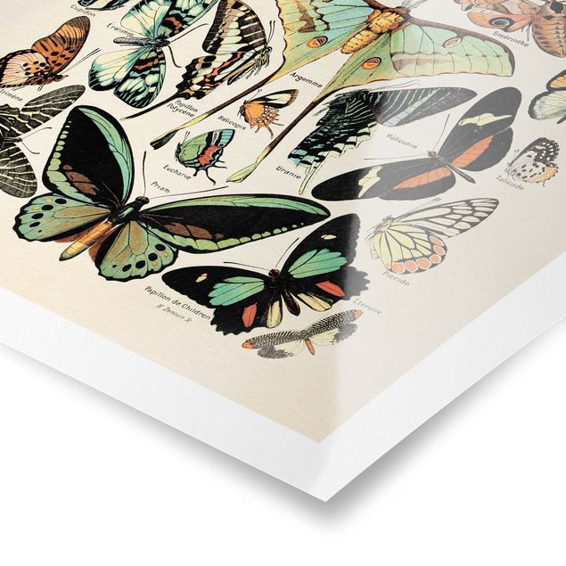 Tavlor turkos Vintage Board Butterflies And Moths