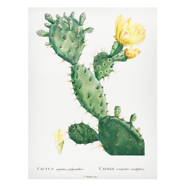 Magnettavla blommor  Botany Vintage Illustration Cactus With Yellow Flower