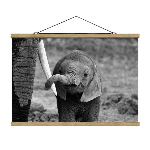 Tavlor djur Baby Elephant