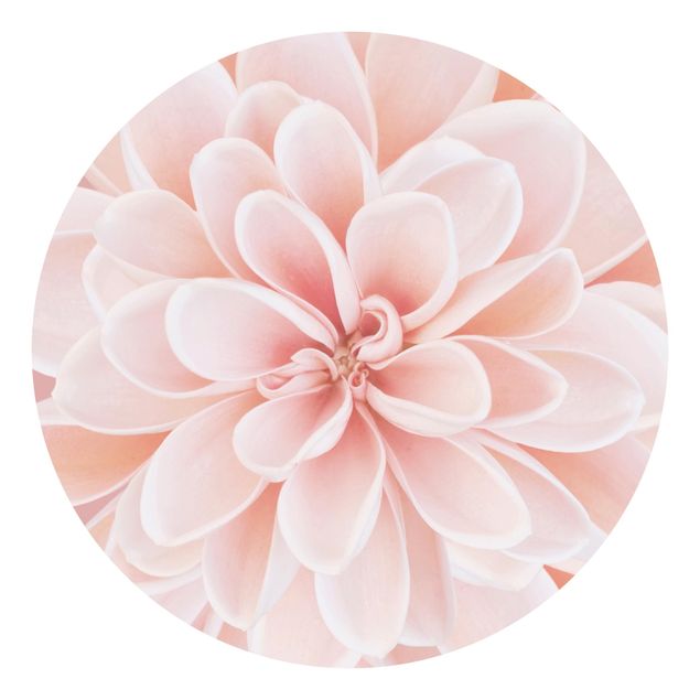 Fototapeter rosa Dahlia In Pastel Pink