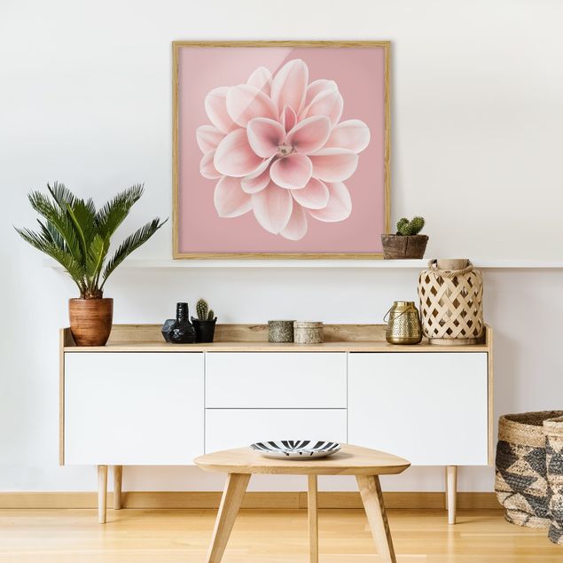 Tavlor med ram konstutskrifter Dahlia Pink Blush Flower Centered