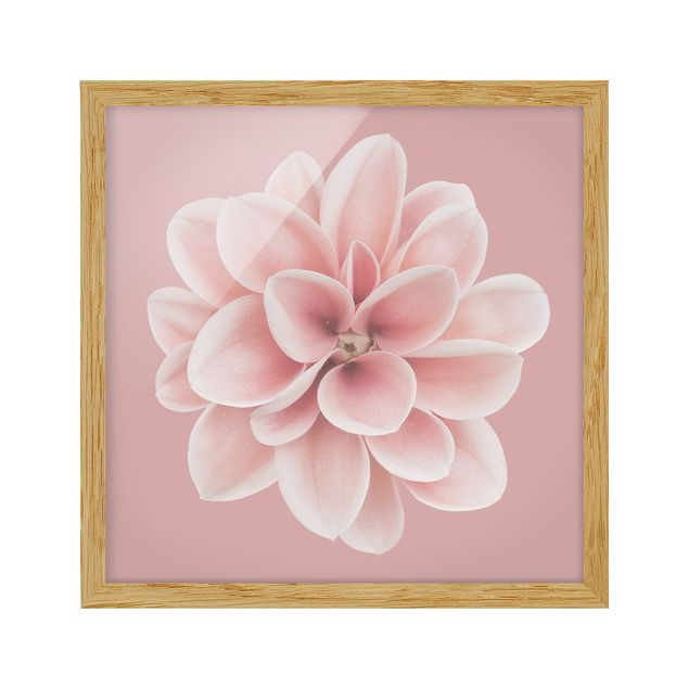 Tavlor blommor Dahlia Pink Blush Flower Centered