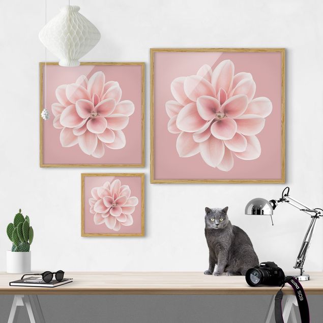 Tavlor blommor  Dahlia Pink Blush Flower Centered