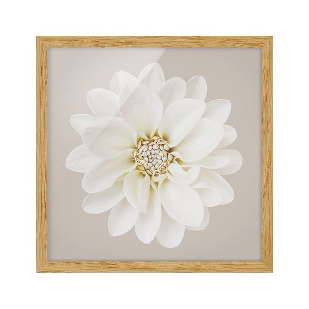 Tavlor blommor Dahlia White Taupe Pastel Centered