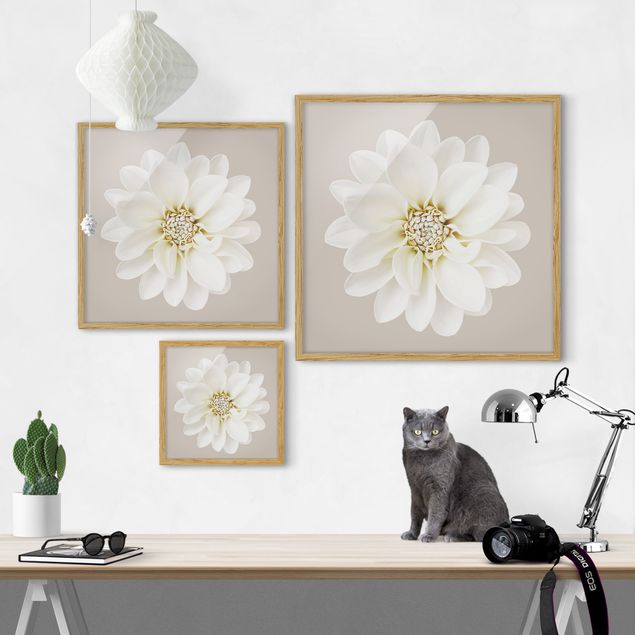 Tavlor blommor  Dahlia White Taupe Pastel Centered