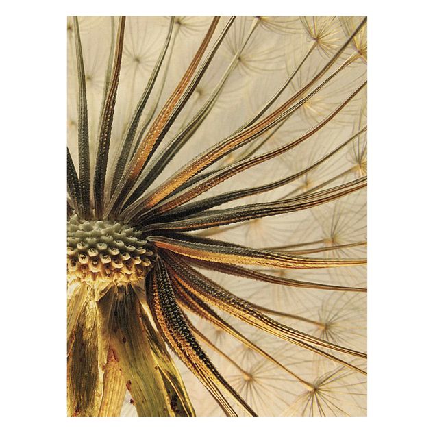 Canvastavlor blommor  Dandelion Close Up