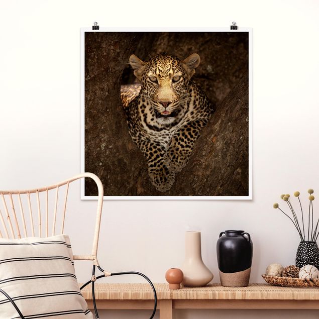 Posters djur Leopard Resting On A Tree
