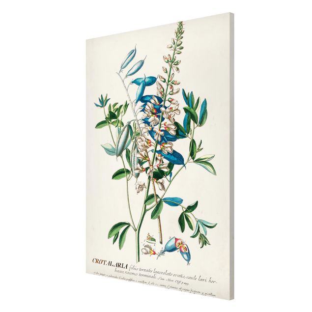 Tavlor blommor Vintage Botanical Illustration Legumes