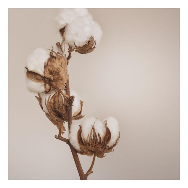 Tavlor blommor Fragile Cotton Twig