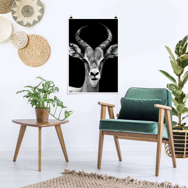 Posters svart och vitt Impala antelope black and white