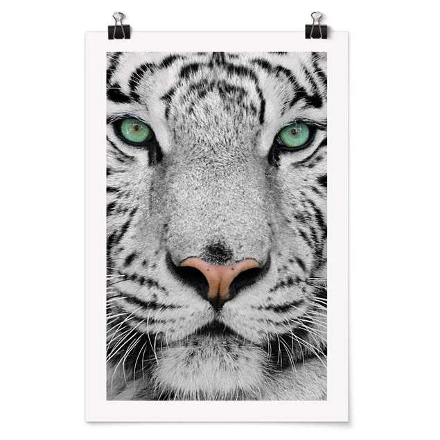 Posters djur White Tiger