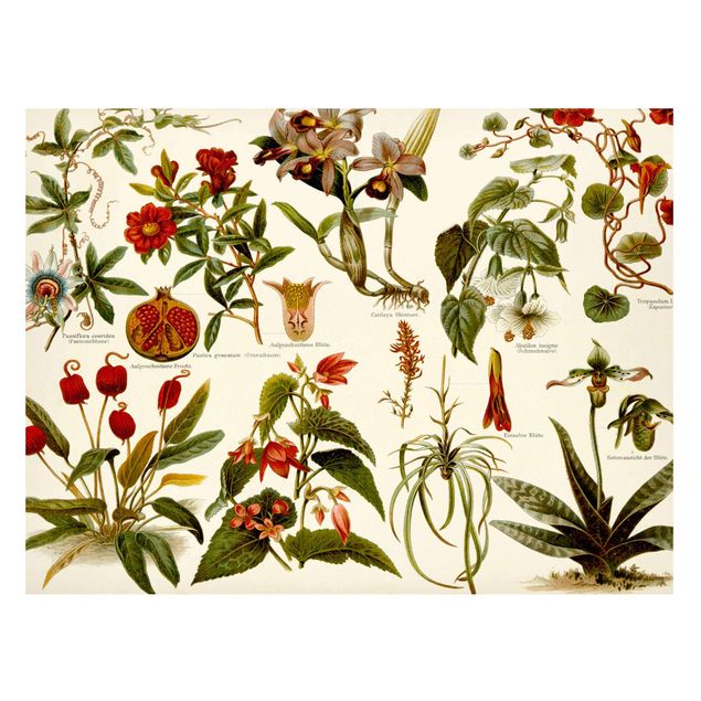Tavlor frukter Vintage Board Tropical Botany II