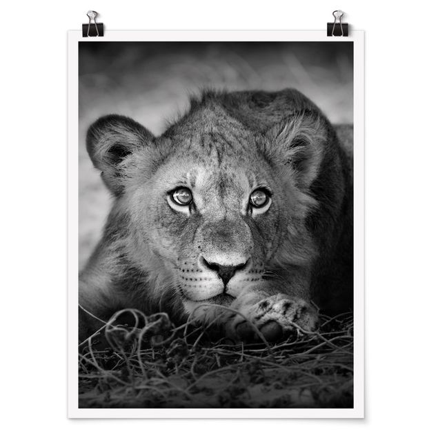 Posters djur Lurking Lionbaby