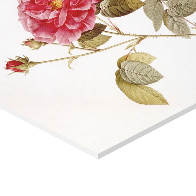 Tavlor konstutskrifter Pierre Joseph Redoute - Roses And Lilies