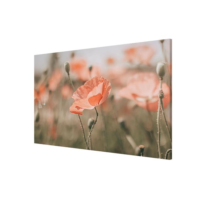 Magnettavla blommor  Sun-Kissed Poppy Fields