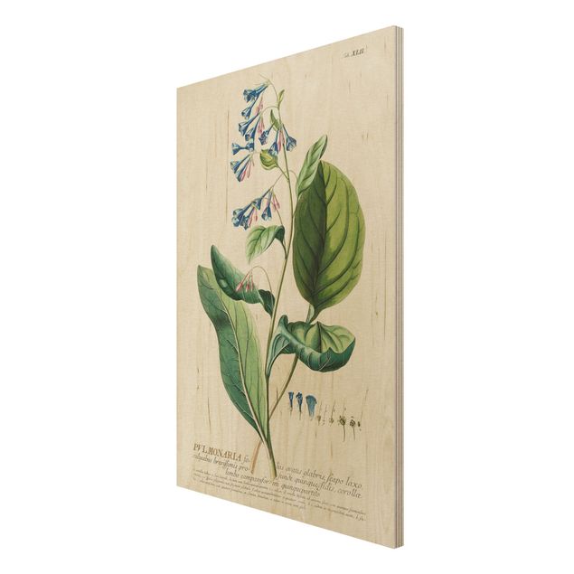 Trätavlor vintage Vintage Botanical Illustration Lungwort