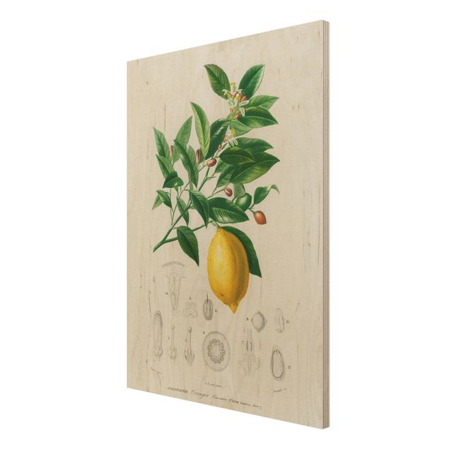 Trätavlor vintage Botany Vintage Illustration Of Lemon