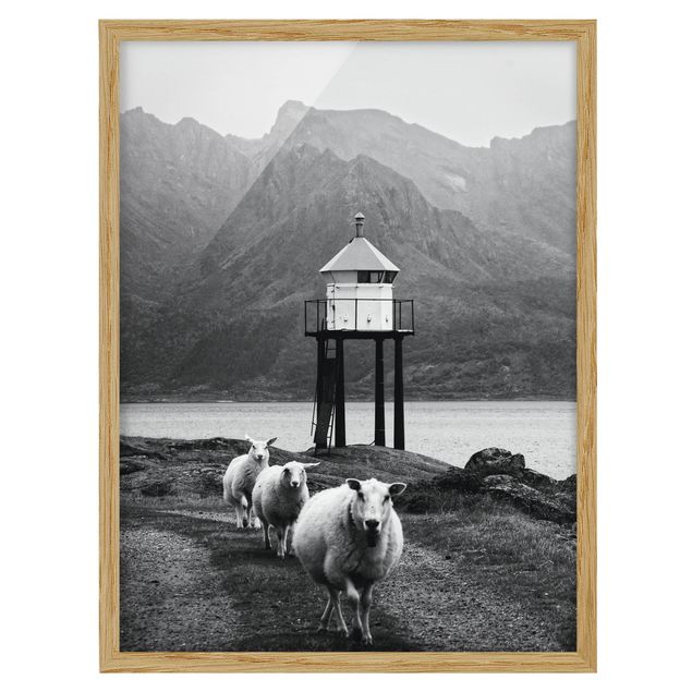Tavlor modernt Three Sheep On the Lofoten