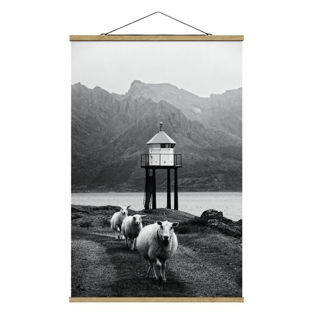 Tavlor svart och vitt Three Sheep On the Lofoten