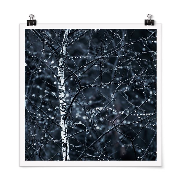 Posters landskap Dark Birch Tree In Cold Rain
