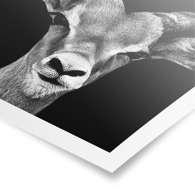 Tavlor svart och vitt Impala antelope black and white