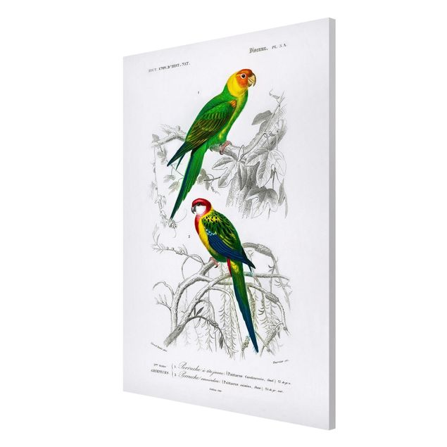 Tavlor blommor Vintage Wall Chart Two Parrots Green Red