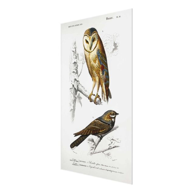 Tavlor Vintage Board Owl And Swallow