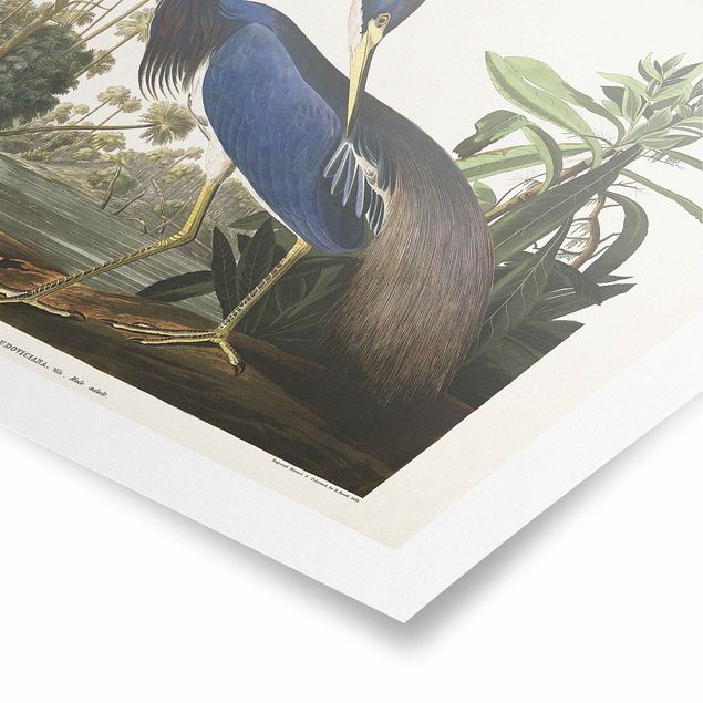 Tavlor blå Vintage Board Louisiana Heron