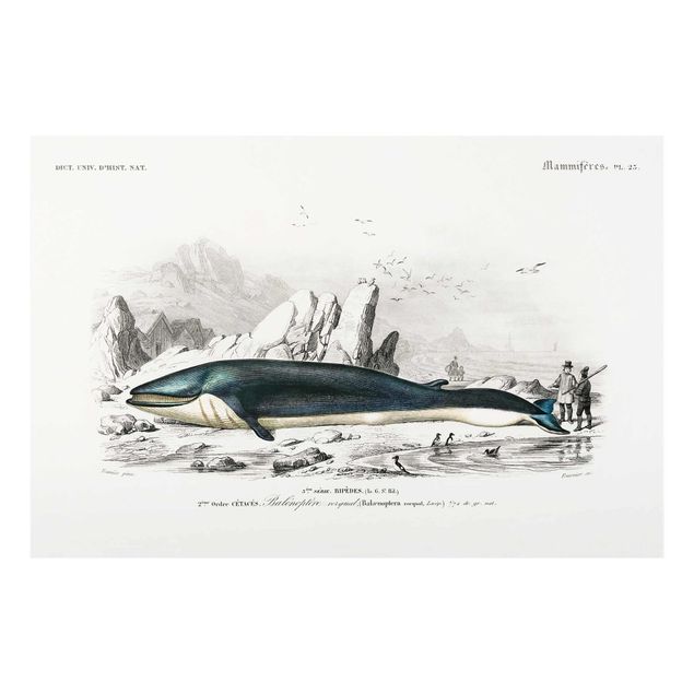 Tavlor blå Vintage Board Blue Whale