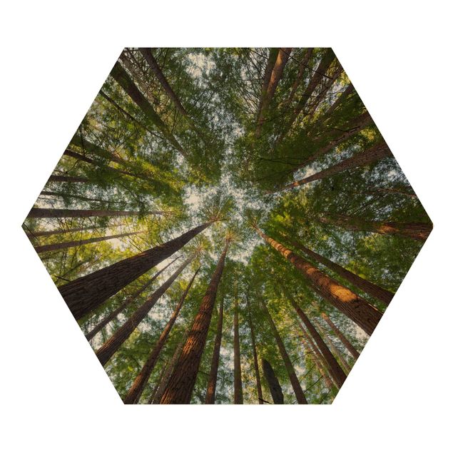Hexagonala tavlor Sequoia Tree Tops