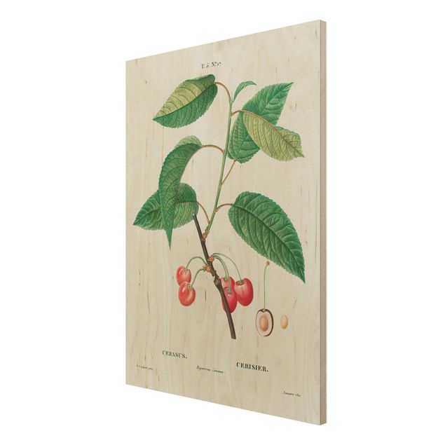 Trätavlor vintage Botany Vintage Illustration Red Cherries