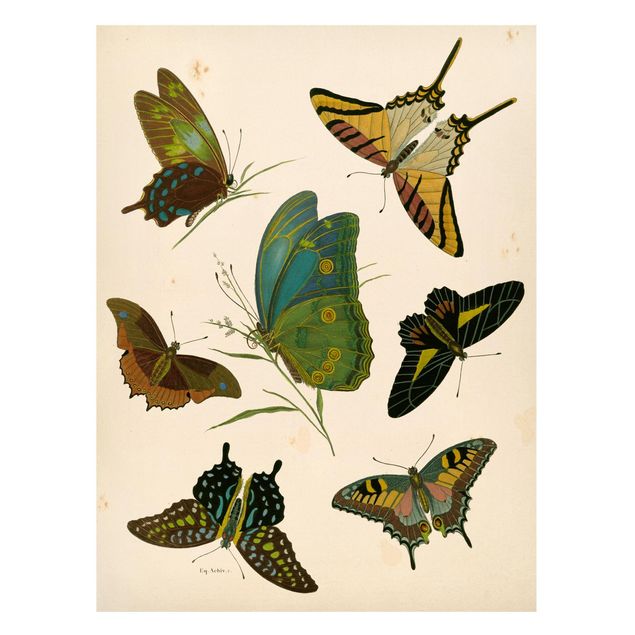 Tavlor fjärilar Vintage Illustration Exotic Butterflies