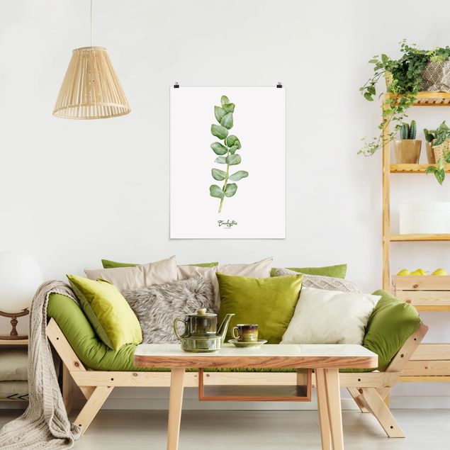 Posters blommor  Watercolour Botany Eucalyptus