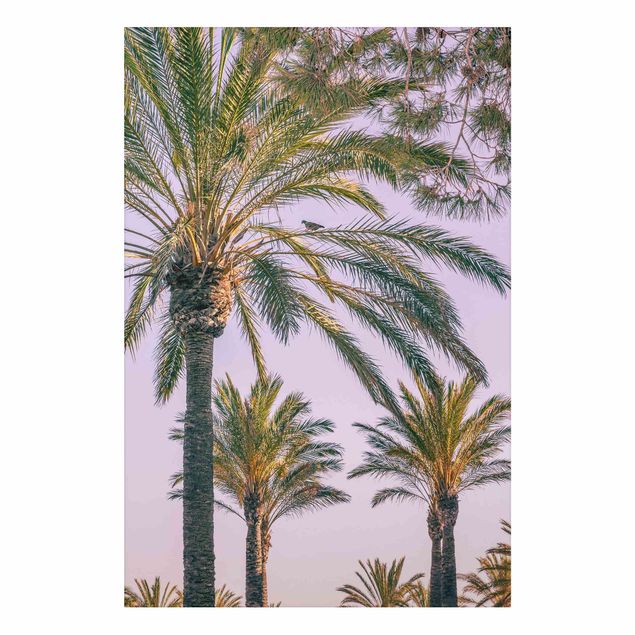 Tavlor landskap Palm Trees At Sunset