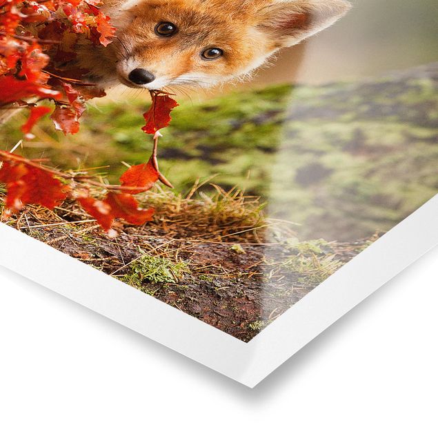 Tavlor blommor  Fox In Autumn