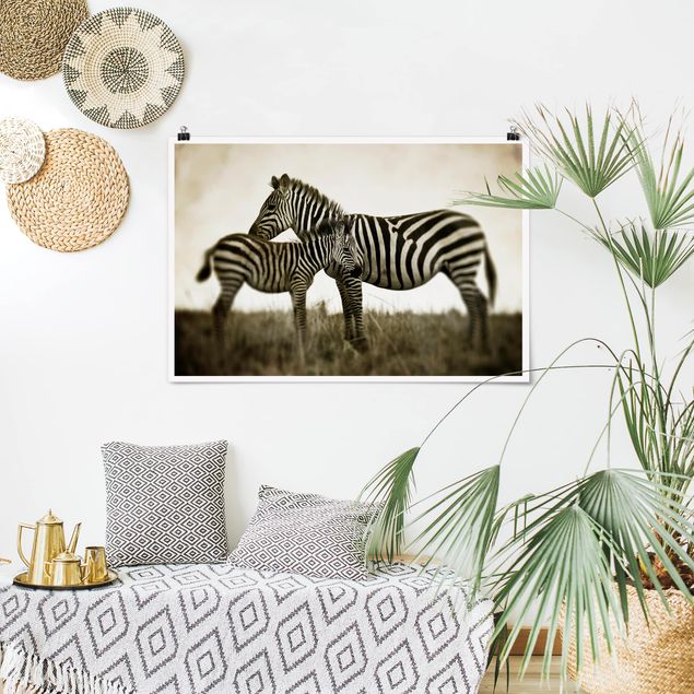 Posters svart och vitt Zebra Couple