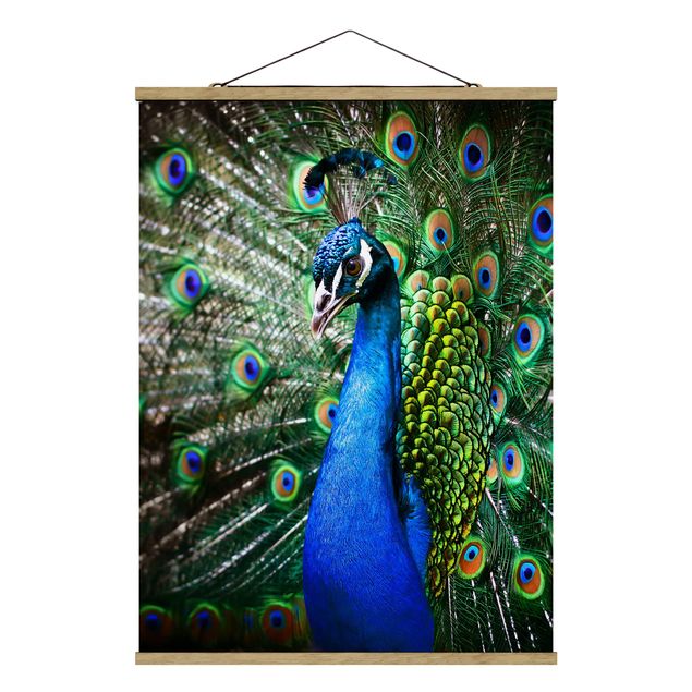 Tavlor djur Noble Peacock