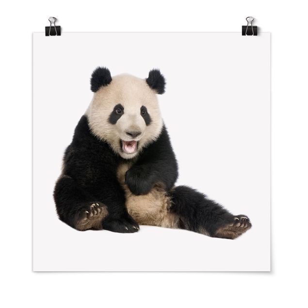 Posters djur Laughing Panda