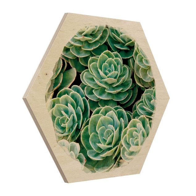 Hexagonala tavlor Water Colours - Green Succulents
