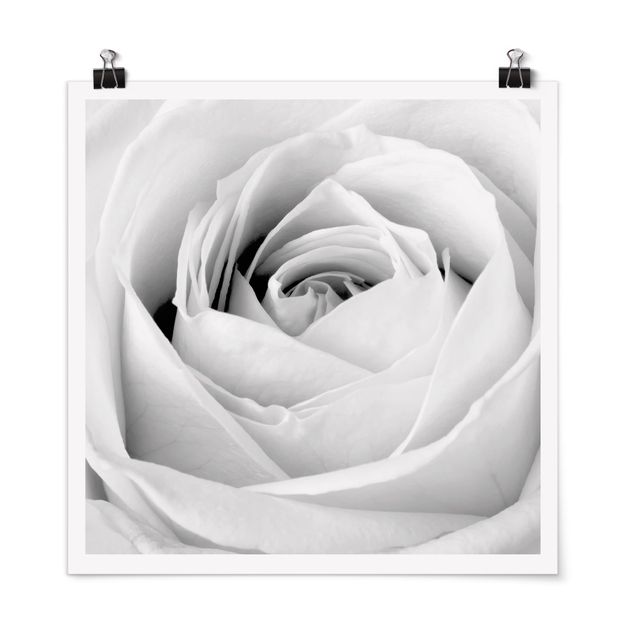 Posters svart och vitt Close Up Rose