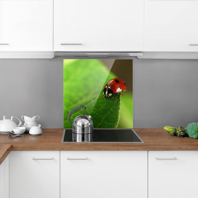 glasskivor kök Ladybird