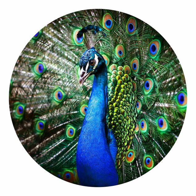 Fototapeter djur Noble Peacock